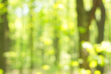 soyut dairesel yeşil bokeh arkaplanı.