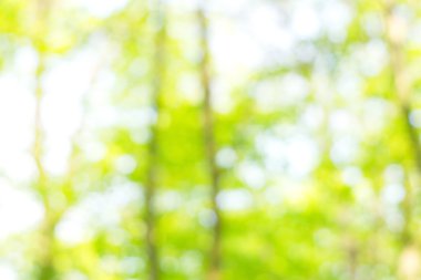 soyut dairesel yeşil bokeh arkaplanı.