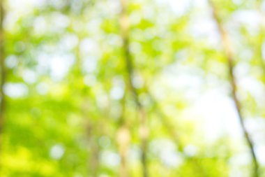 soyut dairesel yeşil bokeh arkaplanı.