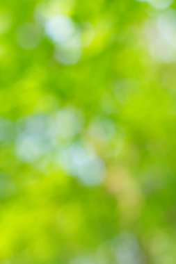 soyut dairesel yeşil bokeh arkaplanı.