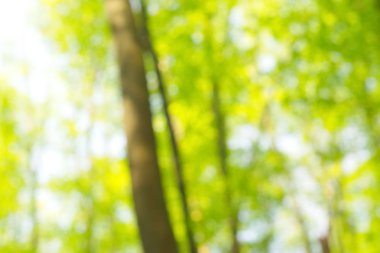 soyut dairesel yeşil bokeh arkaplanı.