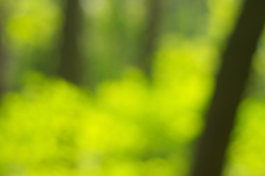 soyut dairesel yeşil bokeh arkaplanı.