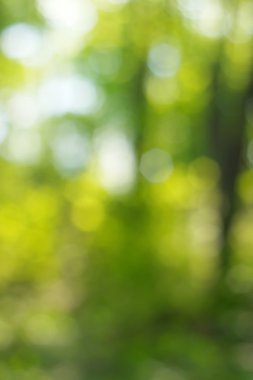 soyut dairesel yeşil bokeh arkaplanı.