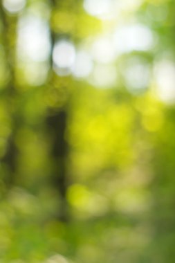 soyut dairesel yeşil bokeh arkaplanı.