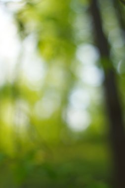 soyut dairesel yeşil bokeh arkaplanı.