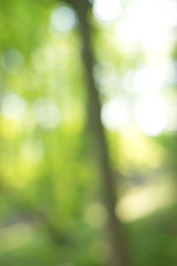 soyut dairesel yeşil bokeh arkaplanı.