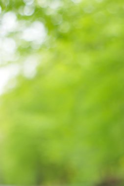 soyut dairesel yeşil bokeh arkaplanı.