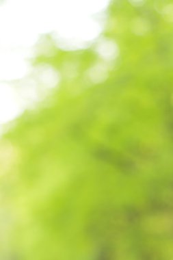 soyut dairesel yeşil bokeh arkaplanı.