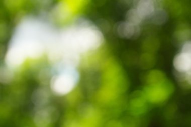 soyut dairesel yeşil bokeh arkaplanı.