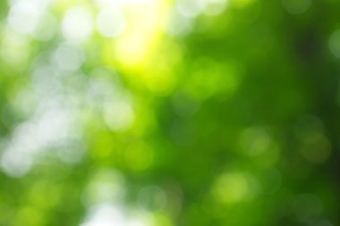 soyut dairesel yeşil bokeh arkaplanı.