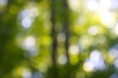 soyut dairesel yeşil bokeh arkaplanı.