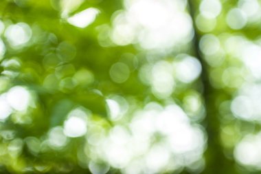 soyut dairesel yeşil bokeh arkaplanı.