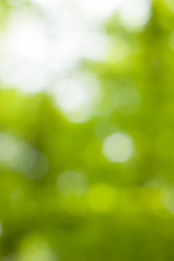 soyut dairesel yeşil bokeh arkaplanı.