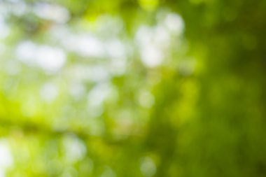 soyut dairesel yeşil bokeh arkaplanı.