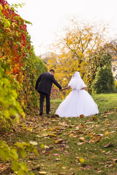 Pareja de boda acaba de casarse —  Fotos de Stock