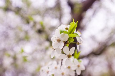 Mavi gökyüzü kayısı ağacının çiçekleri