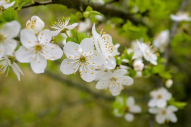 Mavi gökyüzü kayısı ağacının çiçekleri