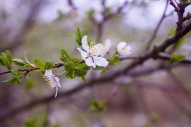 Mavi gökyüzü kayısı ağacının çiçekleri