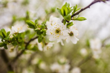 Mavi gökyüzü kayısı ağacının çiçekleri