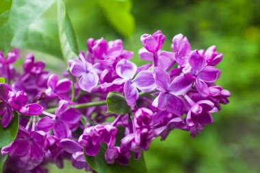 Mor Eflatun çiçekler bush