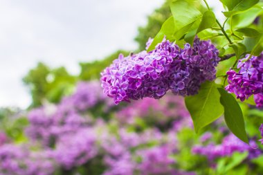 Mor Eflatun çiçekler bush