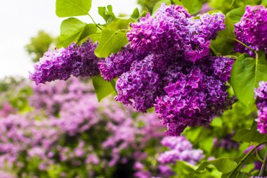 Mor Eflatun çiçekler bush