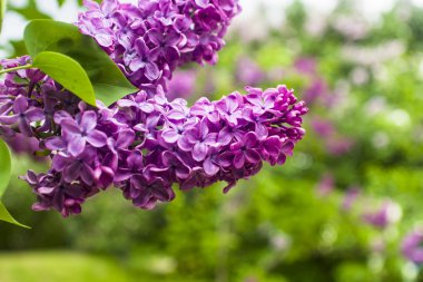 Mor Eflatun çiçekler bush