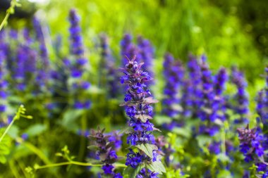 İlkbahar bu güzel çiçeğin zamanıdır.