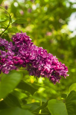 Mor Eflatun çiçekler bush