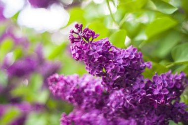 Mor Eflatun çiçekler bush