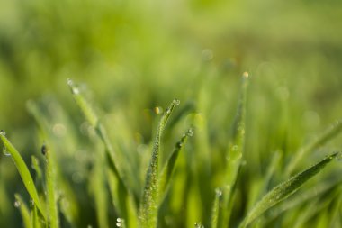 Yeşil çimenlerin üzerinde (sığ Dof su damlaları)