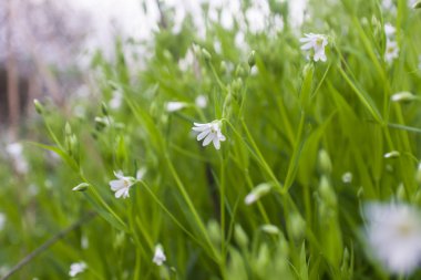 İlkbahar bu güzel çiçeğin zamanıdır.