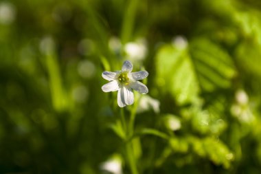 İlkbahar bu güzel çiçeğin zamanıdır.