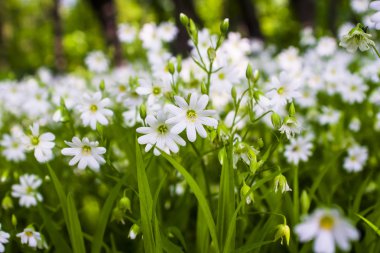 İlkbahar bu güzel çiçeğin zamanıdır.