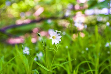 İlkbahar bu güzel çiçeğin zamanıdır.