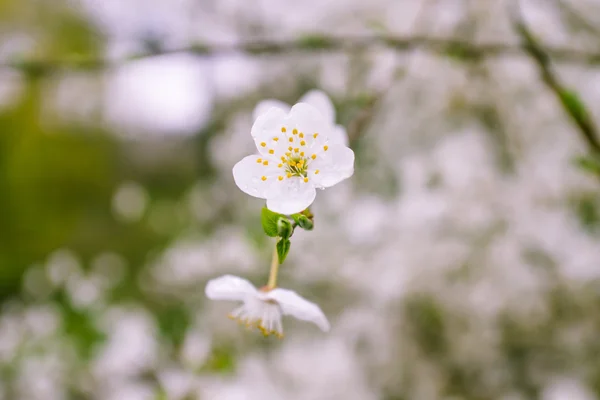 Blumen eines Baumes einer Aprikose gegen den blauen Himmel — Stockfoto