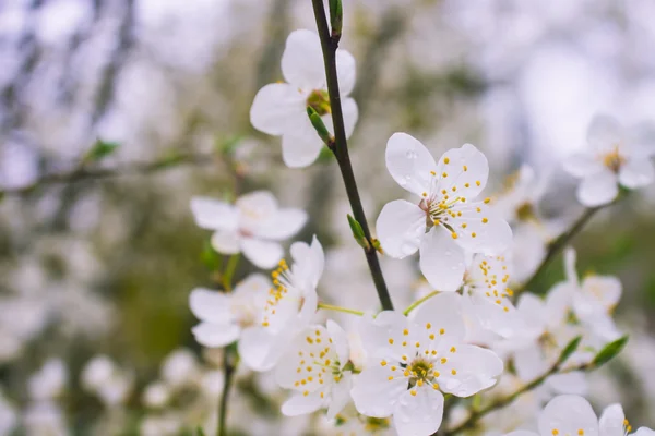 Blumen eines Baumes einer Aprikose gegen den blauen Himmel — Stockfoto