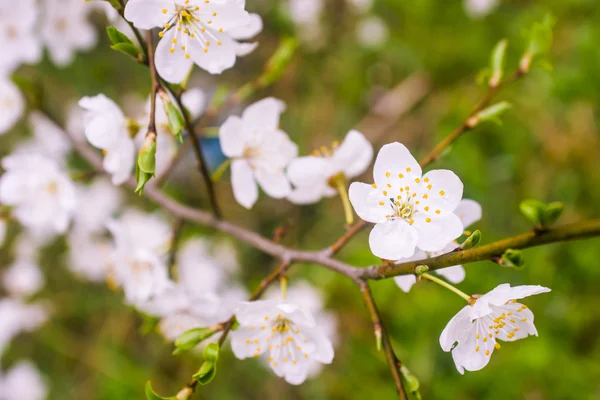 Blumen eines Baumes einer Aprikose gegen den blauen Himmel — Stockfoto