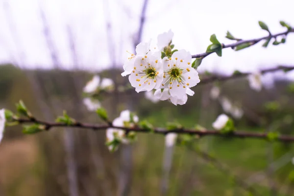 Blumen eines Baumes einer Aprikose gegen den blauen Himmel — Stockfoto