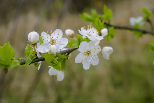 Blumen eines Baumes einer Aprikose gegen den blauen Himmel — Stockfoto