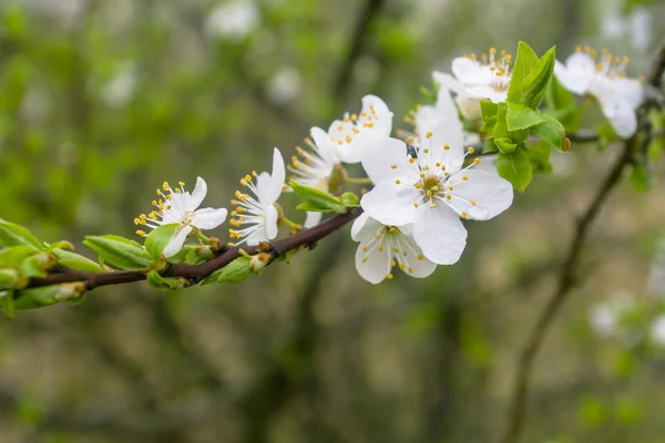 Blumen eines Baumes einer Aprikose gegen den blauen Himmel — Stockfoto