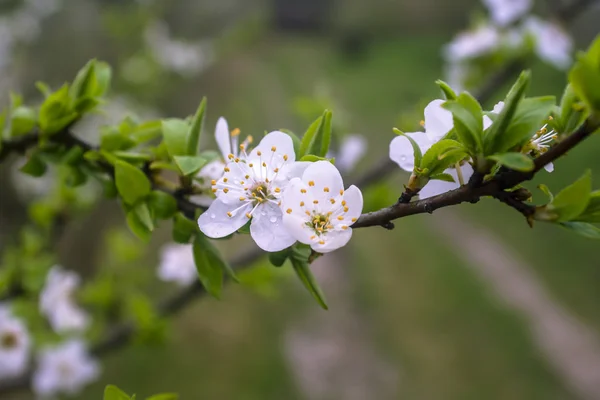 Blumen eines Baumes einer Aprikose gegen den blauen Himmel — Stockfoto