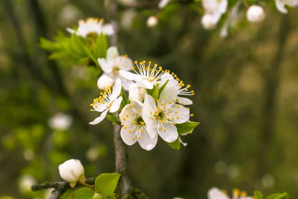 Blumen eines Baumes einer Aprikose gegen den blauen Himmel — Stockfoto