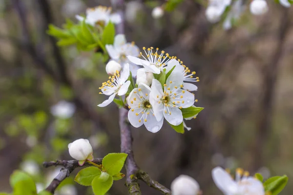 Blumen eines Baumes einer Aprikose gegen den blauen Himmel — Stockfoto