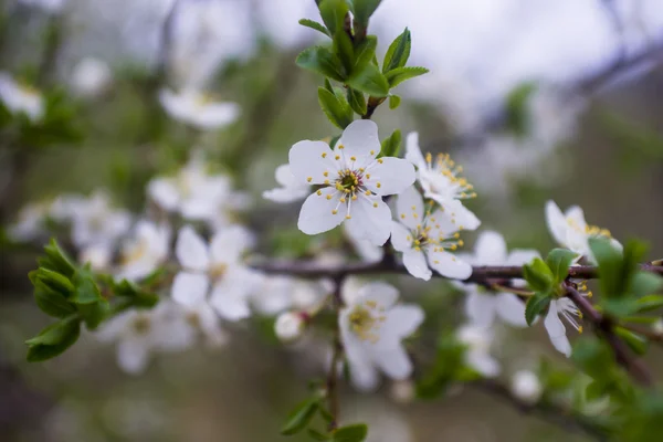 Blumen eines Baumes einer Aprikose gegen den blauen Himmel — Stockfoto