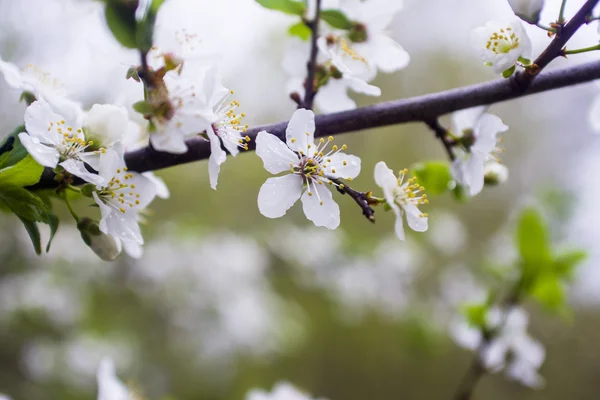 Blumen eines Baumes einer Aprikose gegen den blauen Himmel — Stockfoto