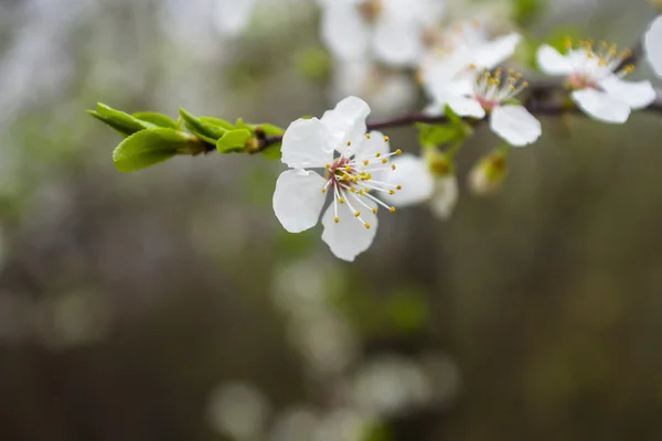 Blumen eines Baumes einer Aprikose gegen den blauen Himmel — Stockfoto