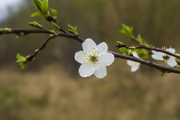 Blumen eines Baumes einer Aprikose gegen den blauen Himmel — Stockfoto