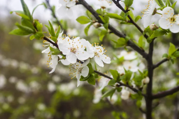 Blumen eines Baumes einer Aprikose gegen den blauen Himmel — Stockfoto