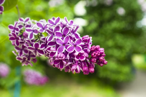 Mor Eflatun çiçekler bush — Stok fotoğraf